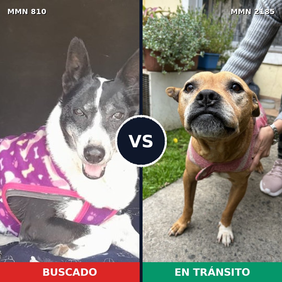 Comparativa MMS 65616: mascota perdida y mascota encontrada, 49% de similitud