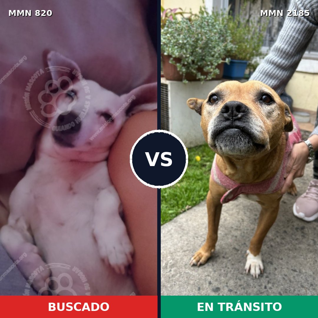 Comparativa MMS 65617: mascota perdida y mascota encontrada, 41% de similitud