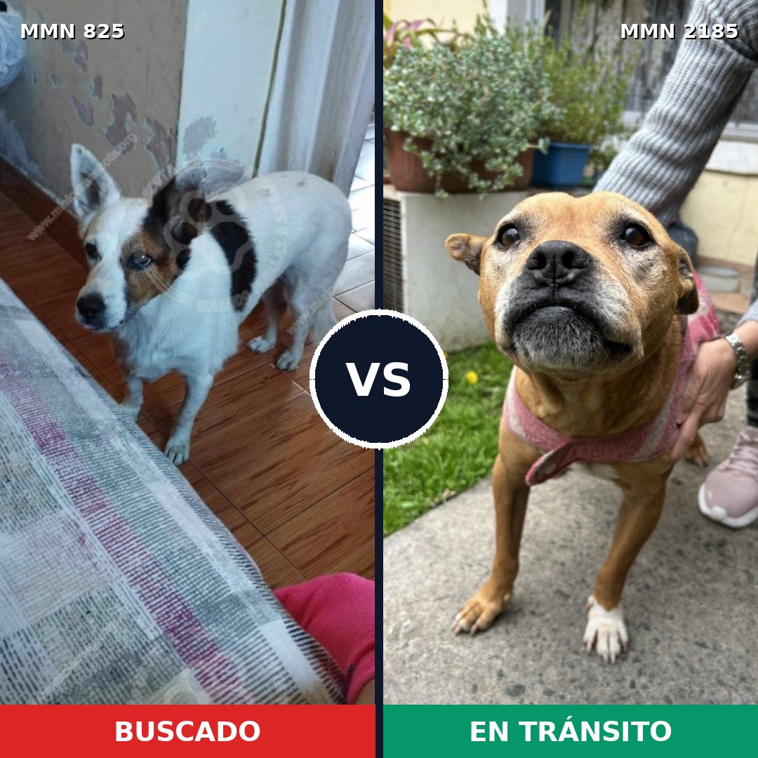 Comparativa MMS 65618: mascota perdida y mascota encontrada, 49% de similitud