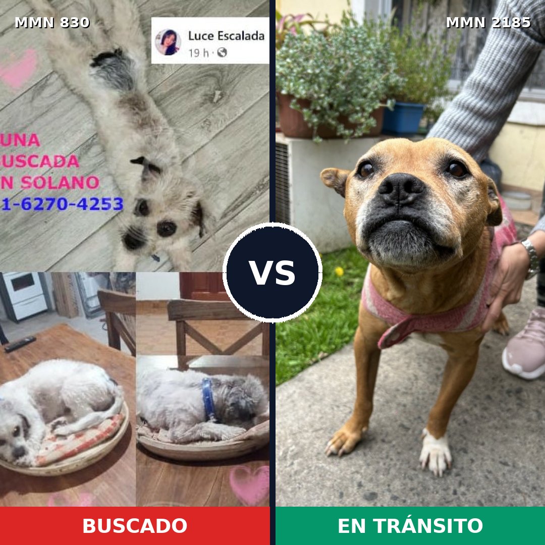 Comparativa MMS 65619: mascota perdida y mascota encontrada, 29% de similitud