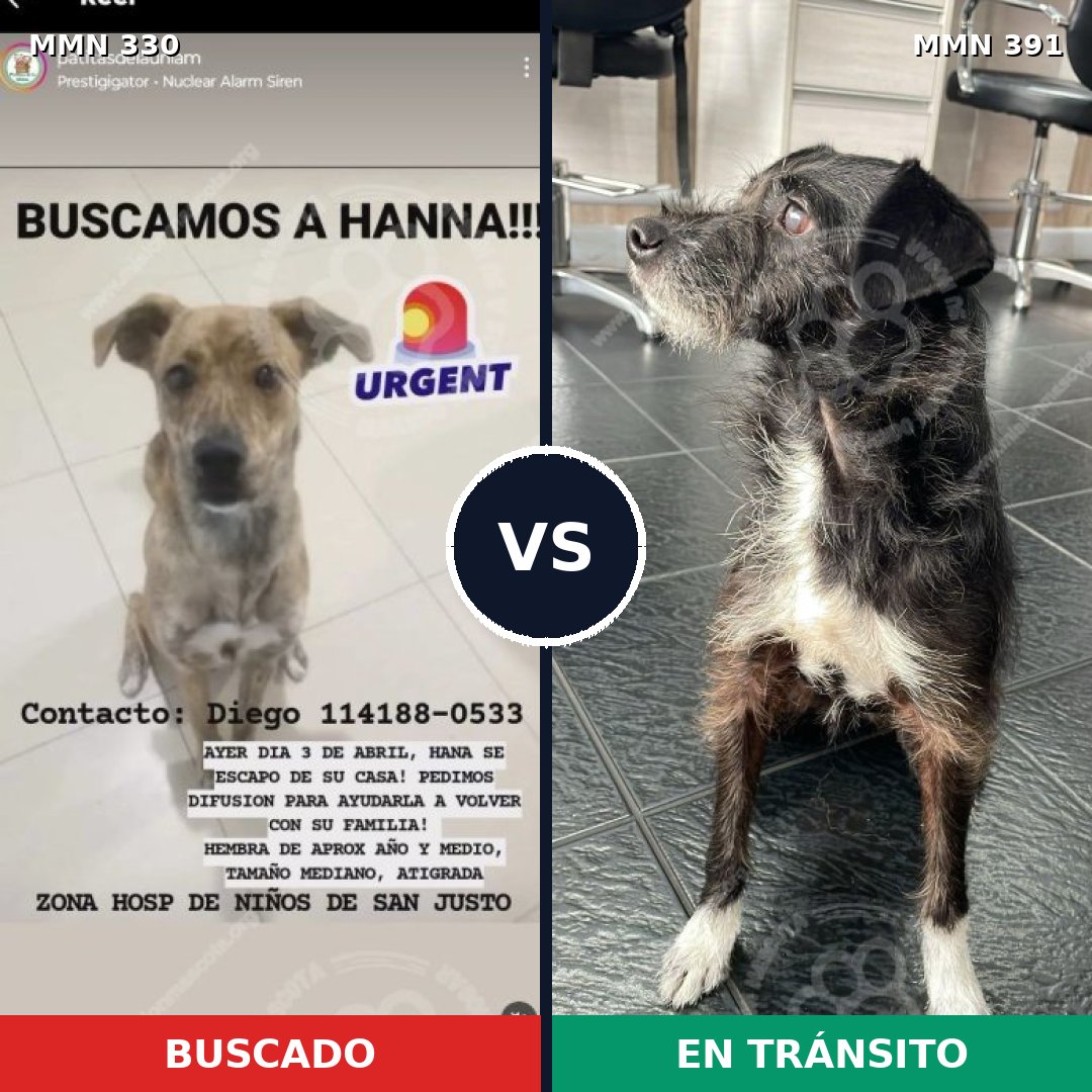 Comparativa MMS 6562: mascota perdida y mascota encontrada, 68% de similitud