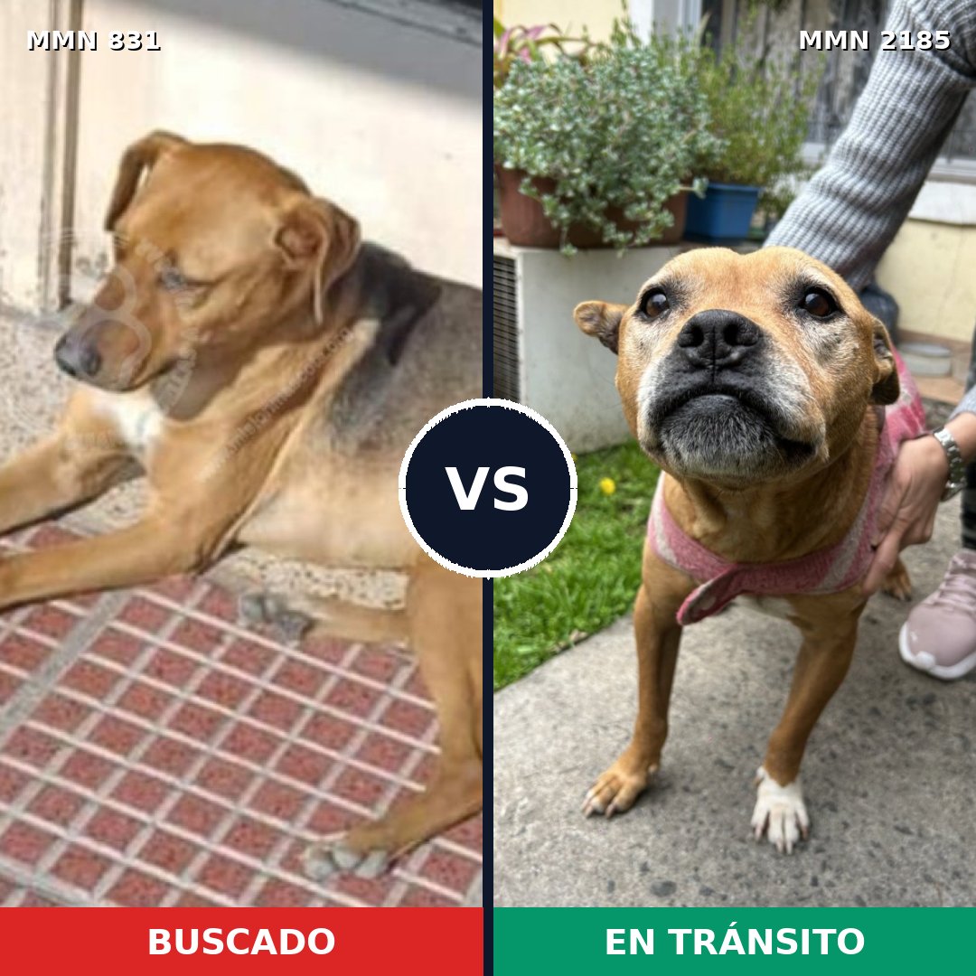 Comparativa MMS 65620: mascota perdida y mascota encontrada, 46% de similitud