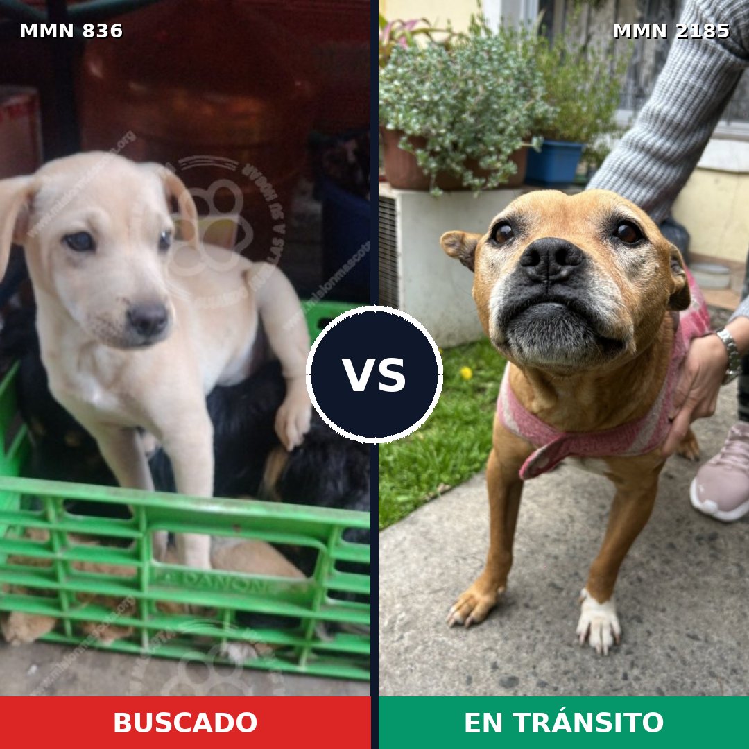 Comparativa MMS 65621: mascota perdida y mascota encontrada, 47% de similitud