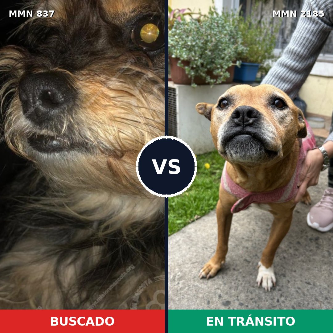 Comparativa MMS 65622: mascota perdida y mascota encontrada, 40% de similitud