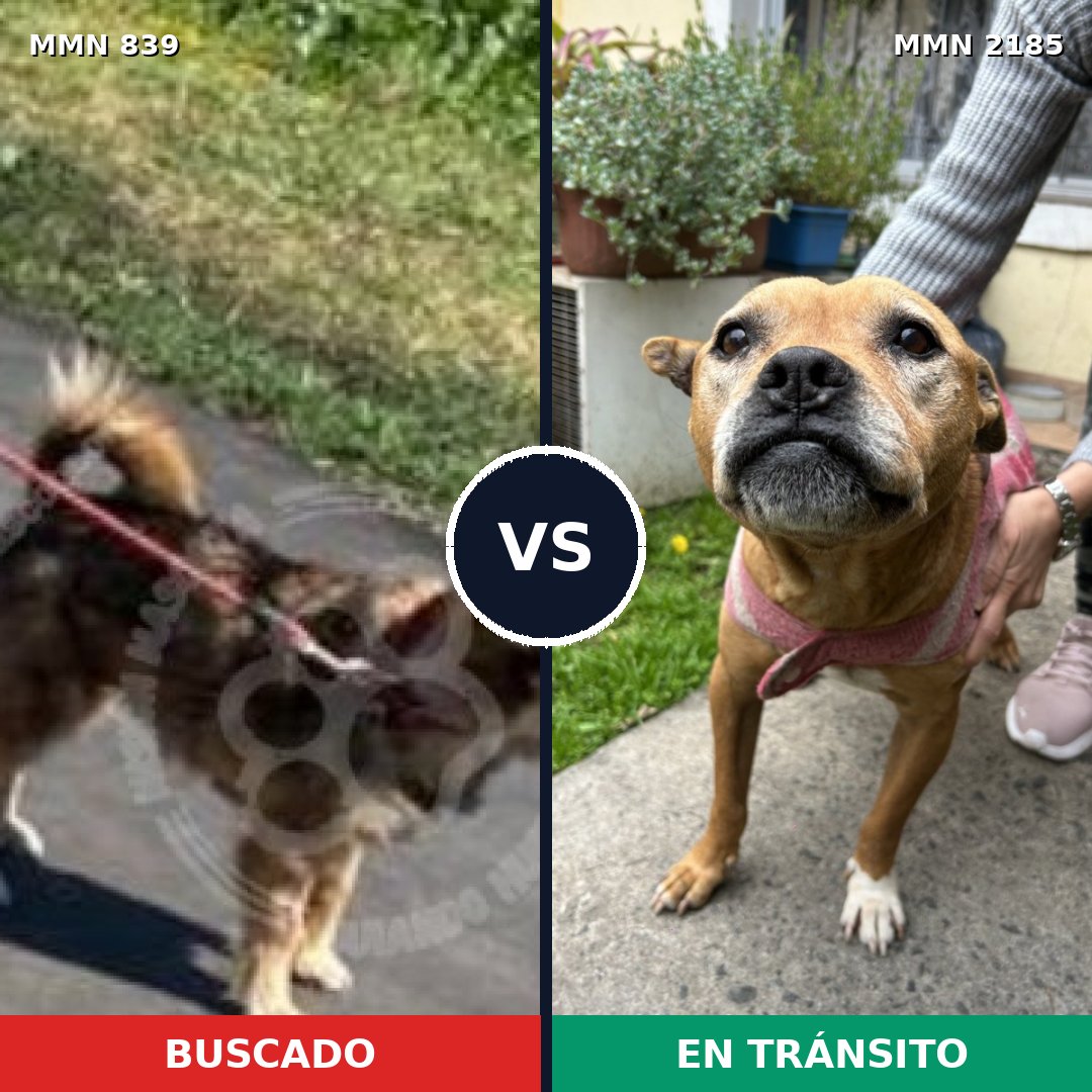Comparativa MMS 65623: mascota perdida y mascota encontrada, 39% de similitud