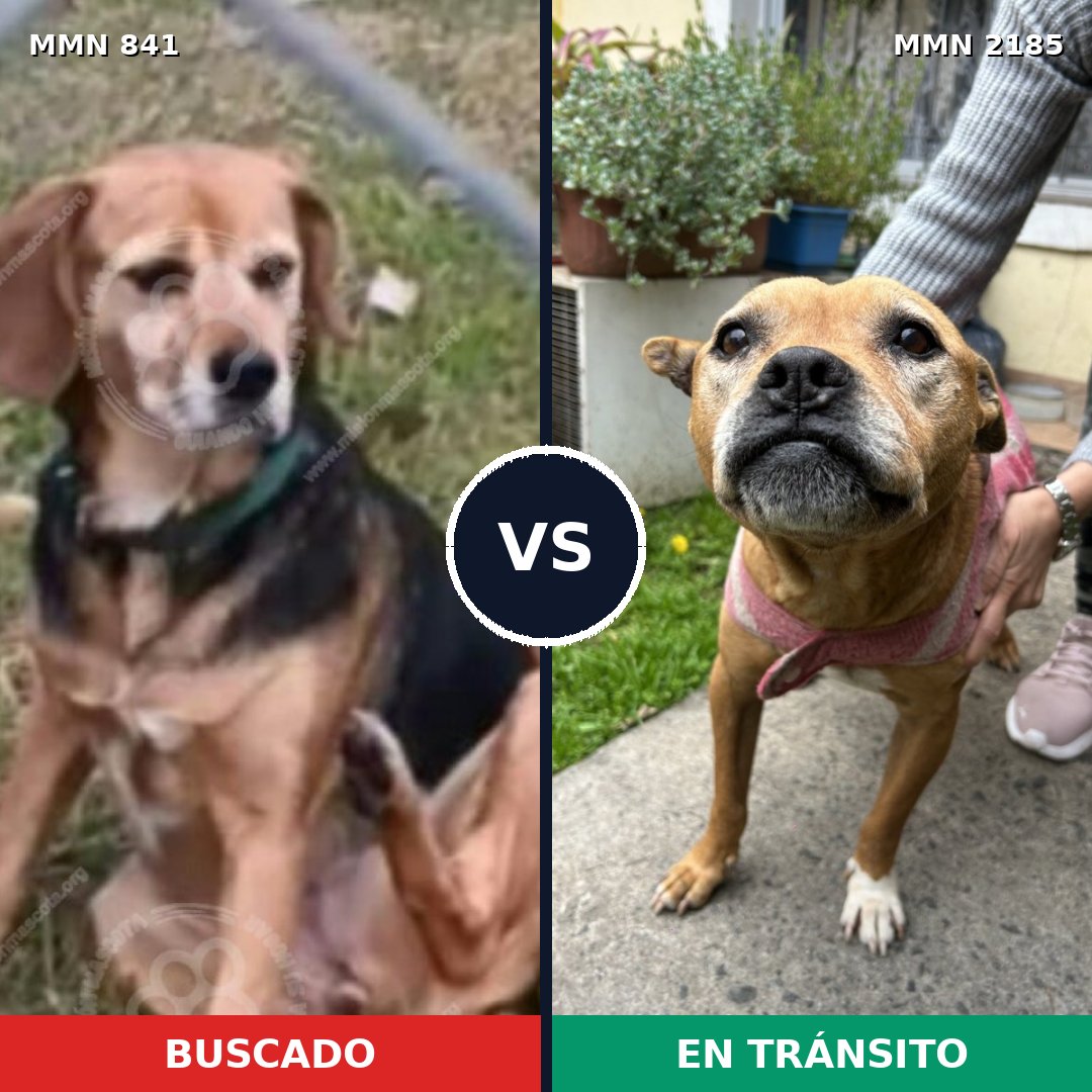 Comparativa MMS 65624: mascota perdida y mascota encontrada, 41% de similitud
