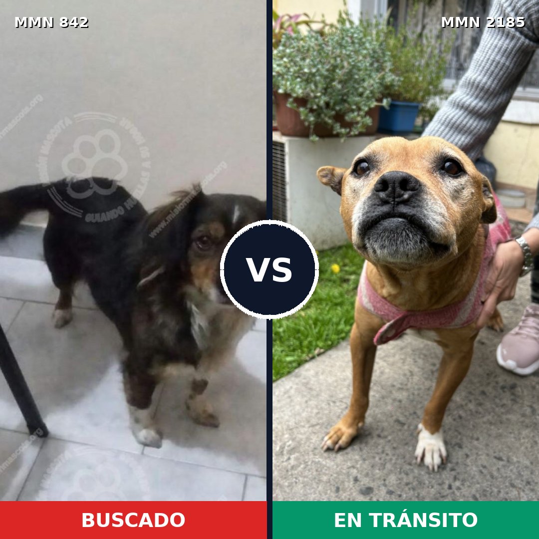Comparativa MMS 65625: mascota perdida y mascota encontrada, 31% de similitud