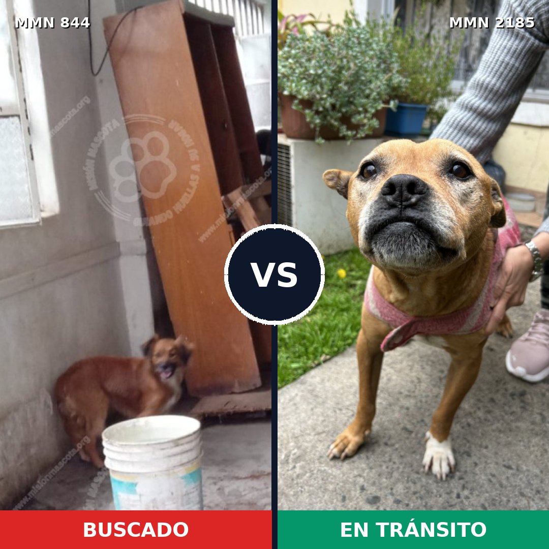 Comparativa MMS 65626: mascota perdida y mascota encontrada, 58% de similitud