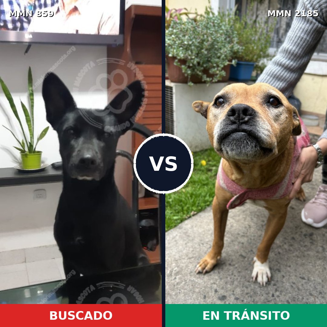Comparativa MMS 65627: mascota perdida y mascota encontrada, 50% de similitud
