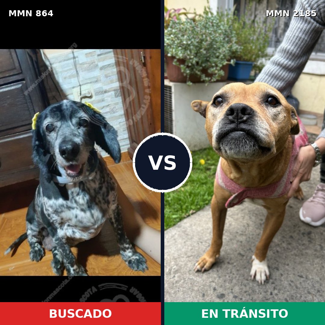 Comparativa MMS 65628: mascota perdida y mascota encontrada, 32% de similitud