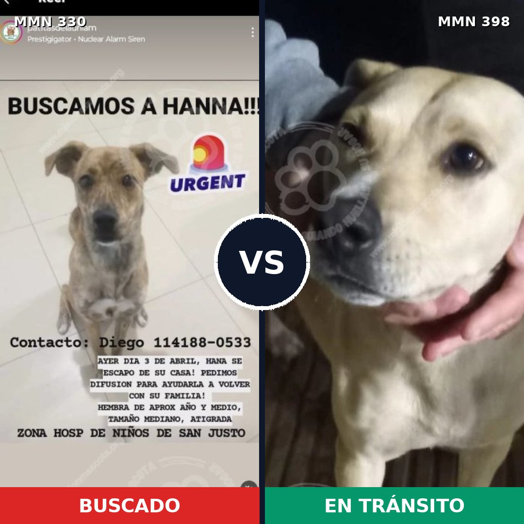 Comparativa MMS 6563: mascota perdida y mascota encontrada, 74% de similitud