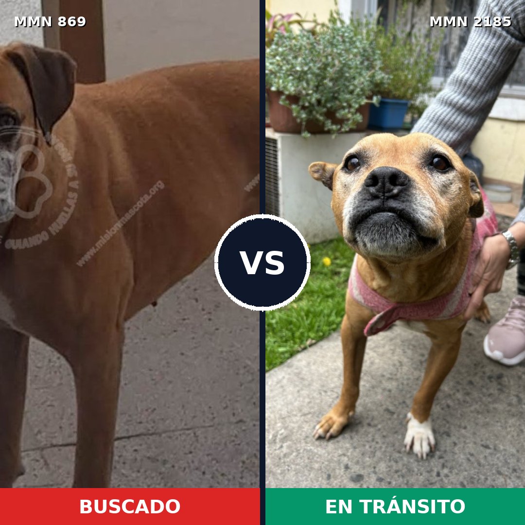 Comparativa MMS 65630: mascota perdida y mascota encontrada, 60% de similitud