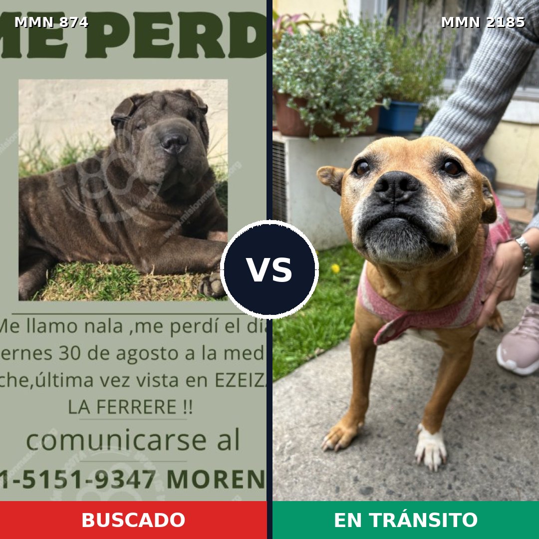 Comparativa MMS 65631: mascota perdida y mascota encontrada, 47% de similitud