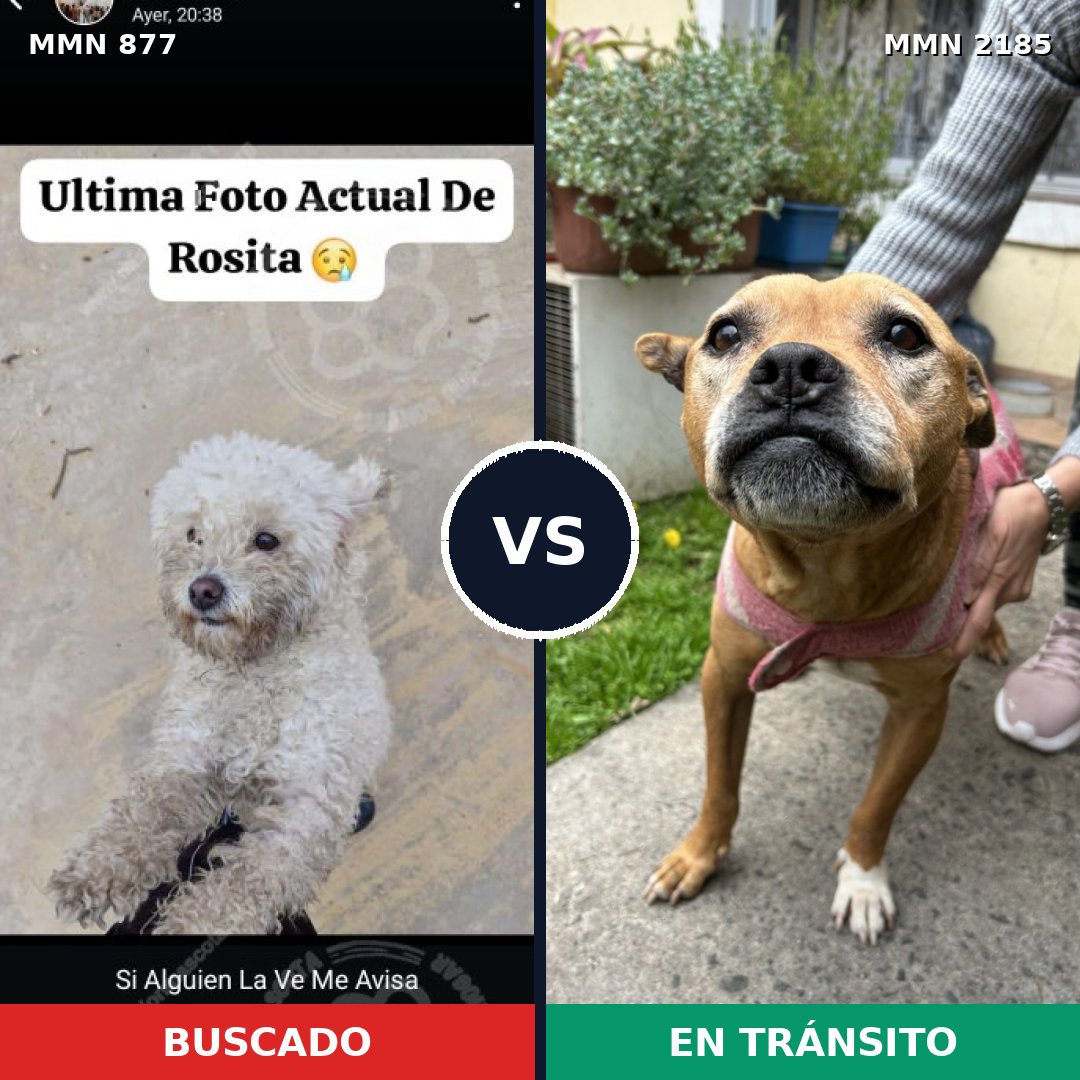 Comparativa MMS 65632: mascota perdida y mascota encontrada, 40% de similitud
