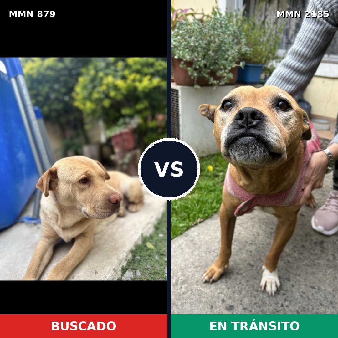 Comparativa MMS 65633: mascota perdida y mascota encontrada, 47% de similitud