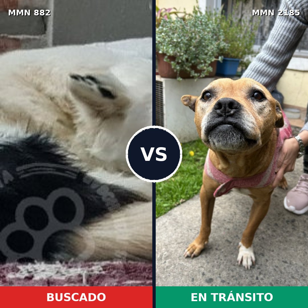 Comparativa MMS 65634: mascota perdida y mascota encontrada, 41% de similitud