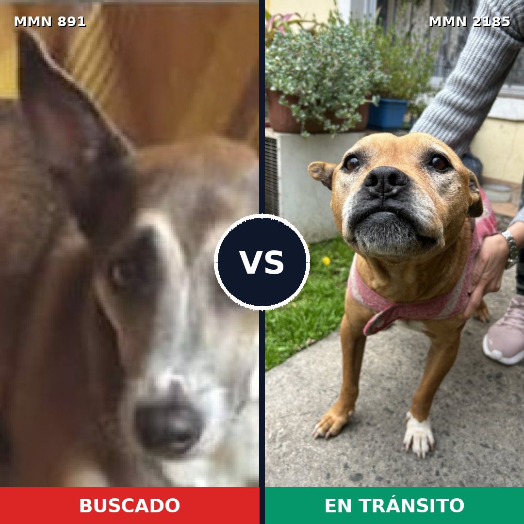 Comparativa MMS 65636: mascota perdida y mascota encontrada, 42% de similitud