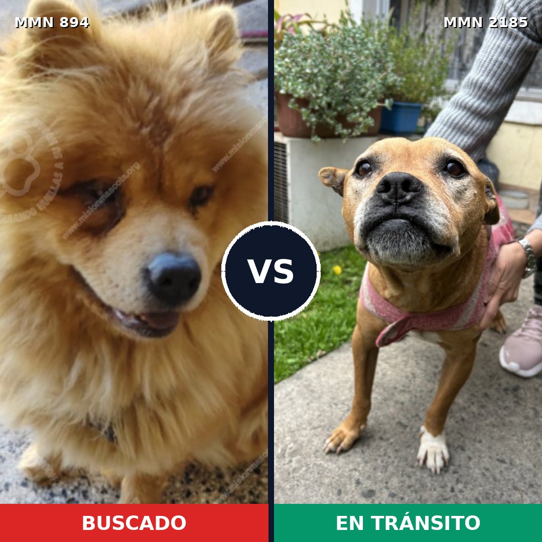 Comparativa MMS 65637: mascota perdida y mascota encontrada, 48% de similitud