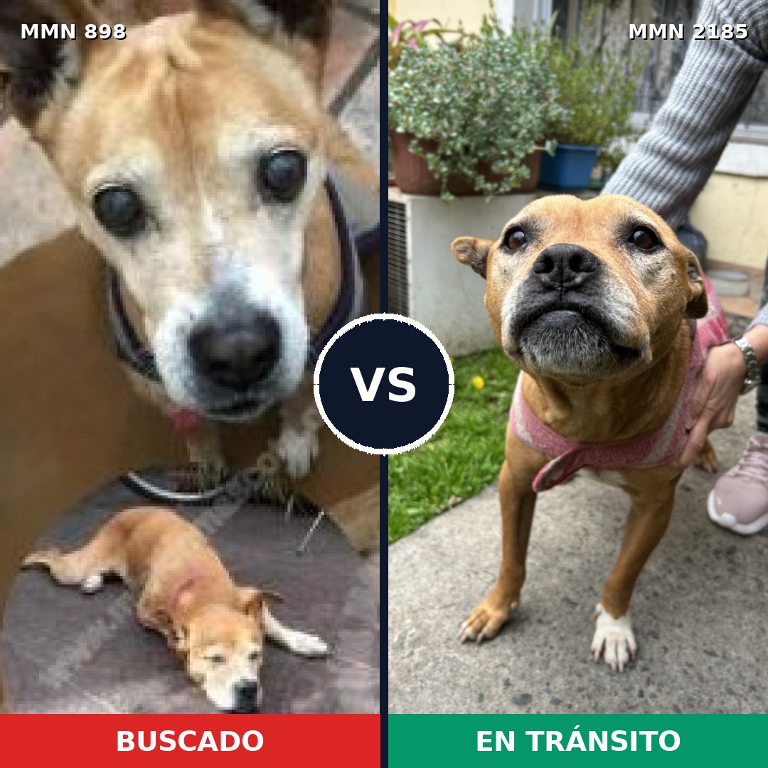 Comparativa MMS 65638: mascota perdida y mascota encontrada, 43% de similitud