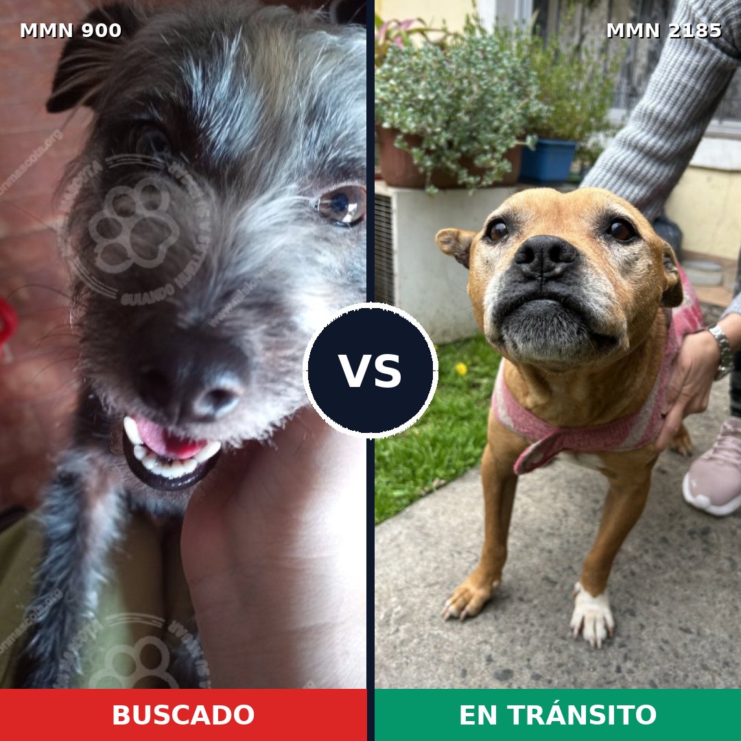 Comparativa MMS 65639: mascota perdida y mascota encontrada, 38% de similitud