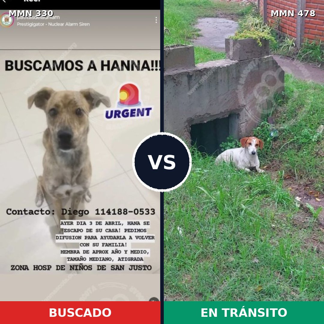 Comparativa MMS 6564: mascota perdida y mascota encontrada, 67% de similitud