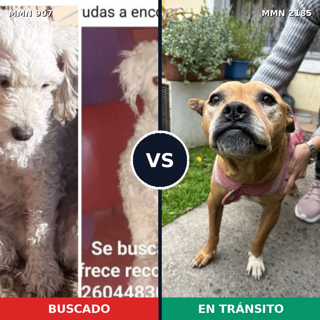Comparativa MMS 65640: mascota perdida y mascota encontrada, 33% de similitud