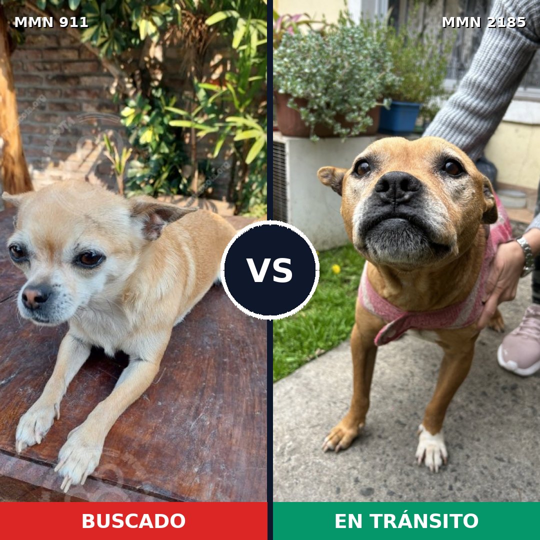 Comparativa MMS 65642: mascota perdida y mascota encontrada, 46% de similitud