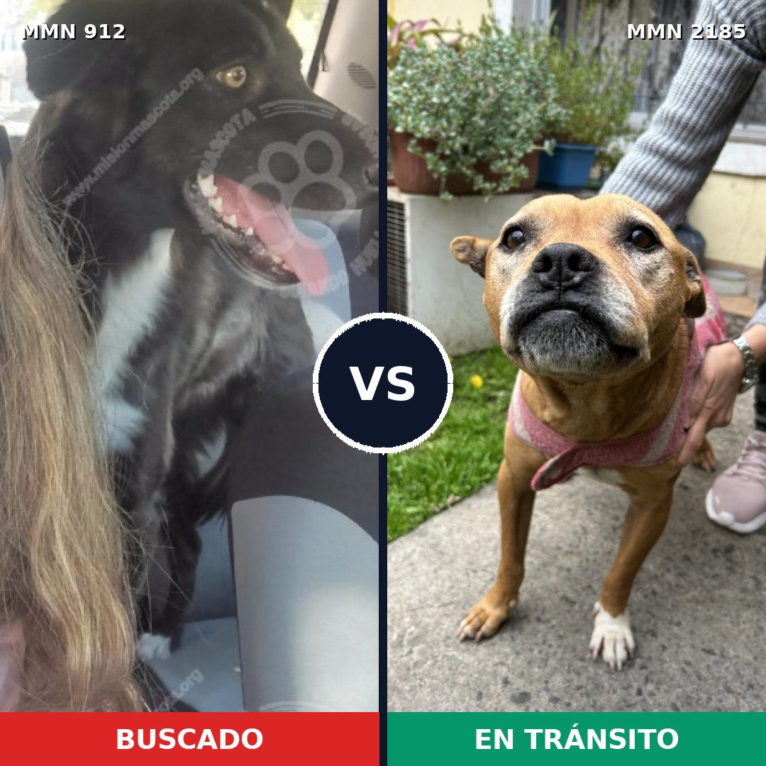 Comparativa MMS 65643: mascota perdida y mascota encontrada, 30% de similitud