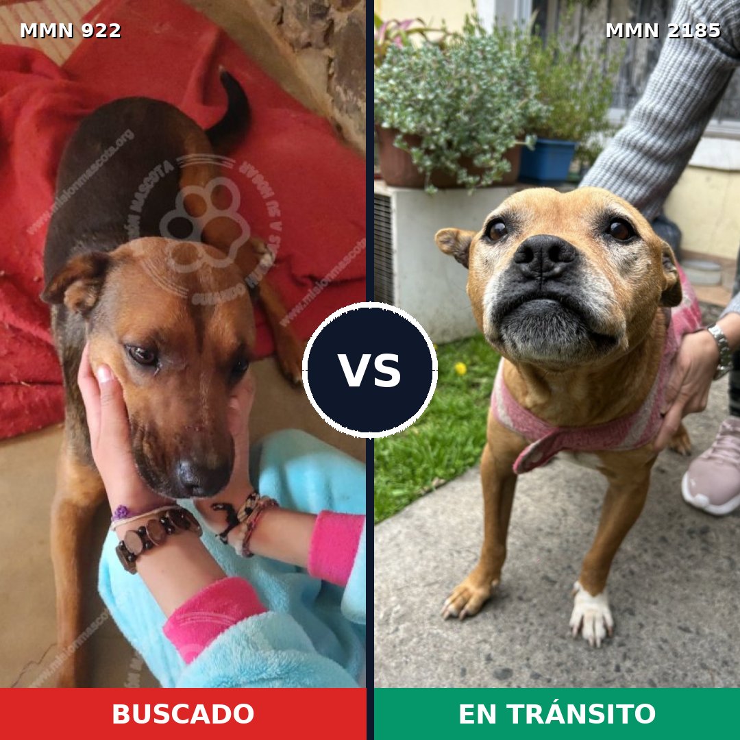 Comparativa MMS 65645: mascota perdida y mascota encontrada, 40% de similitud