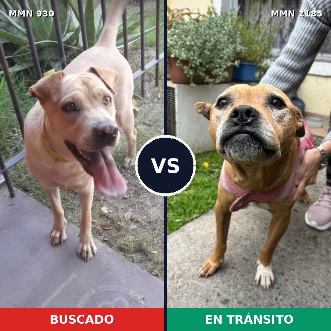 Comparativa MMS 65647: mascota perdida y mascota encontrada, 28% de similitud