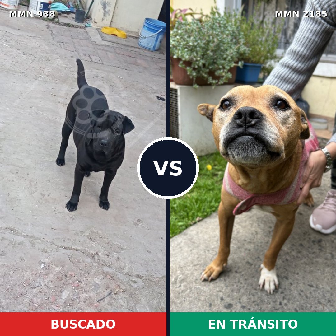 Comparativa MMS 65648: mascota perdida y mascota encontrada, 46% de similitud