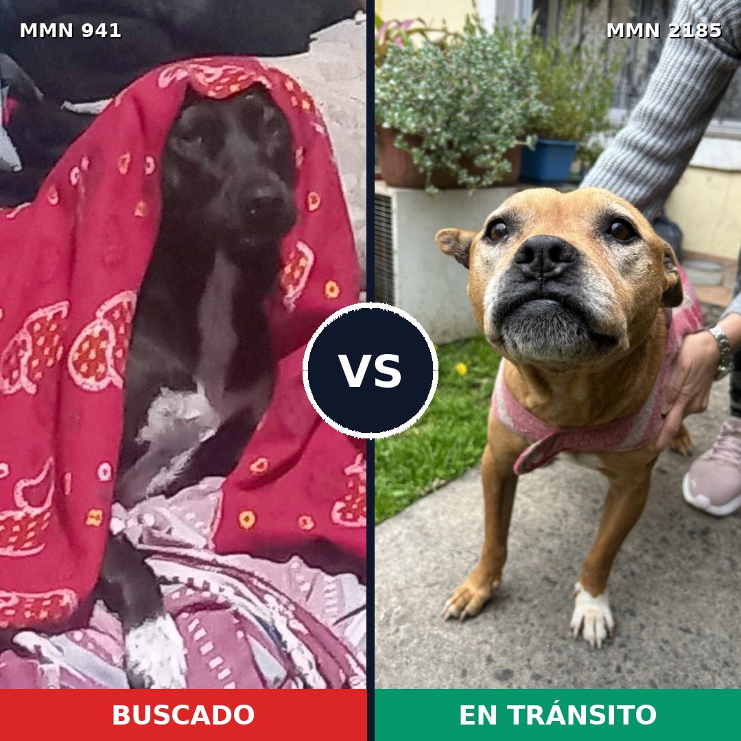 Comparativa MMS 65649: mascota perdida y mascota encontrada, 42% de similitud