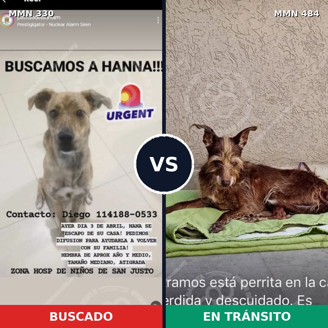 Comparativa MMS 6565: mascota perdida y mascota encontrada, 78% de similitud