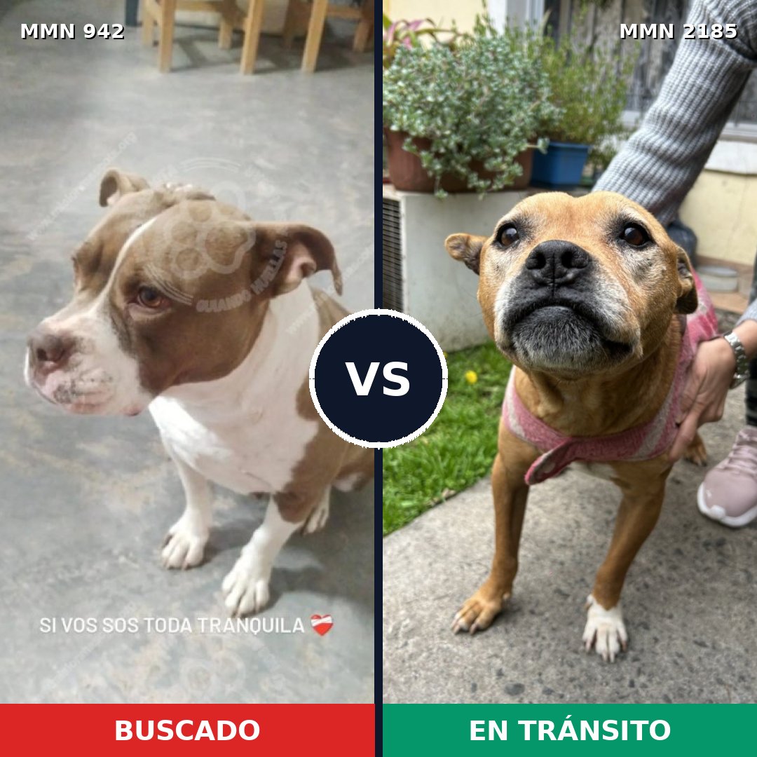 Comparativa MMS 65650: mascota perdida y mascota encontrada, 68% de similitud