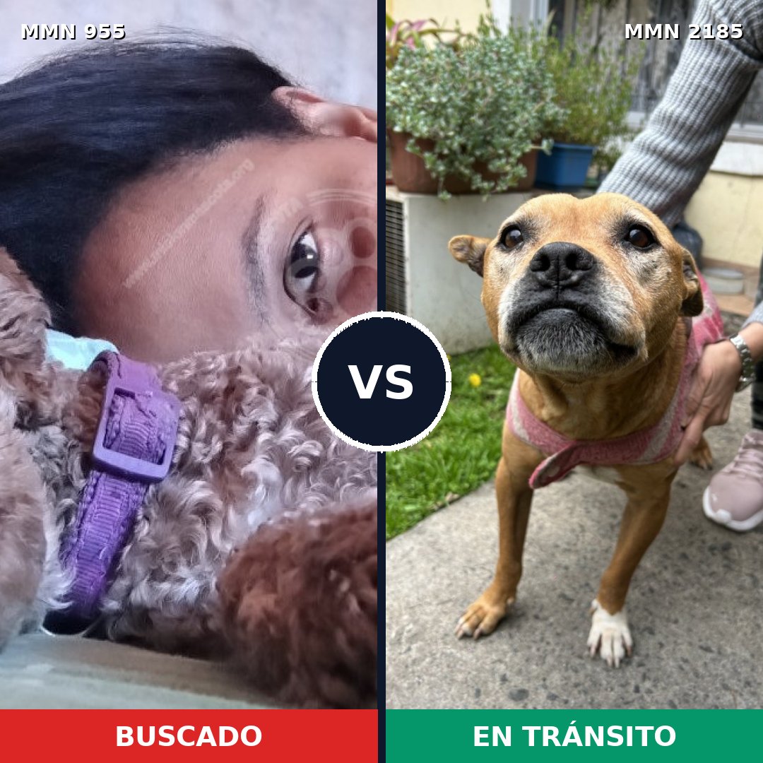 Comparativa MMS 65651: mascota perdida y mascota encontrada, 32% de similitud