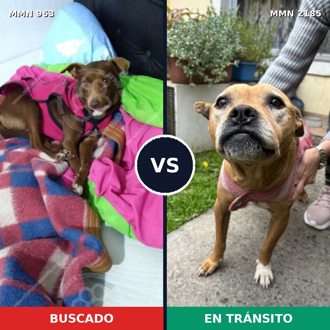 Comparativa MMS 65652: mascota perdida y mascota encontrada, 50% de similitud