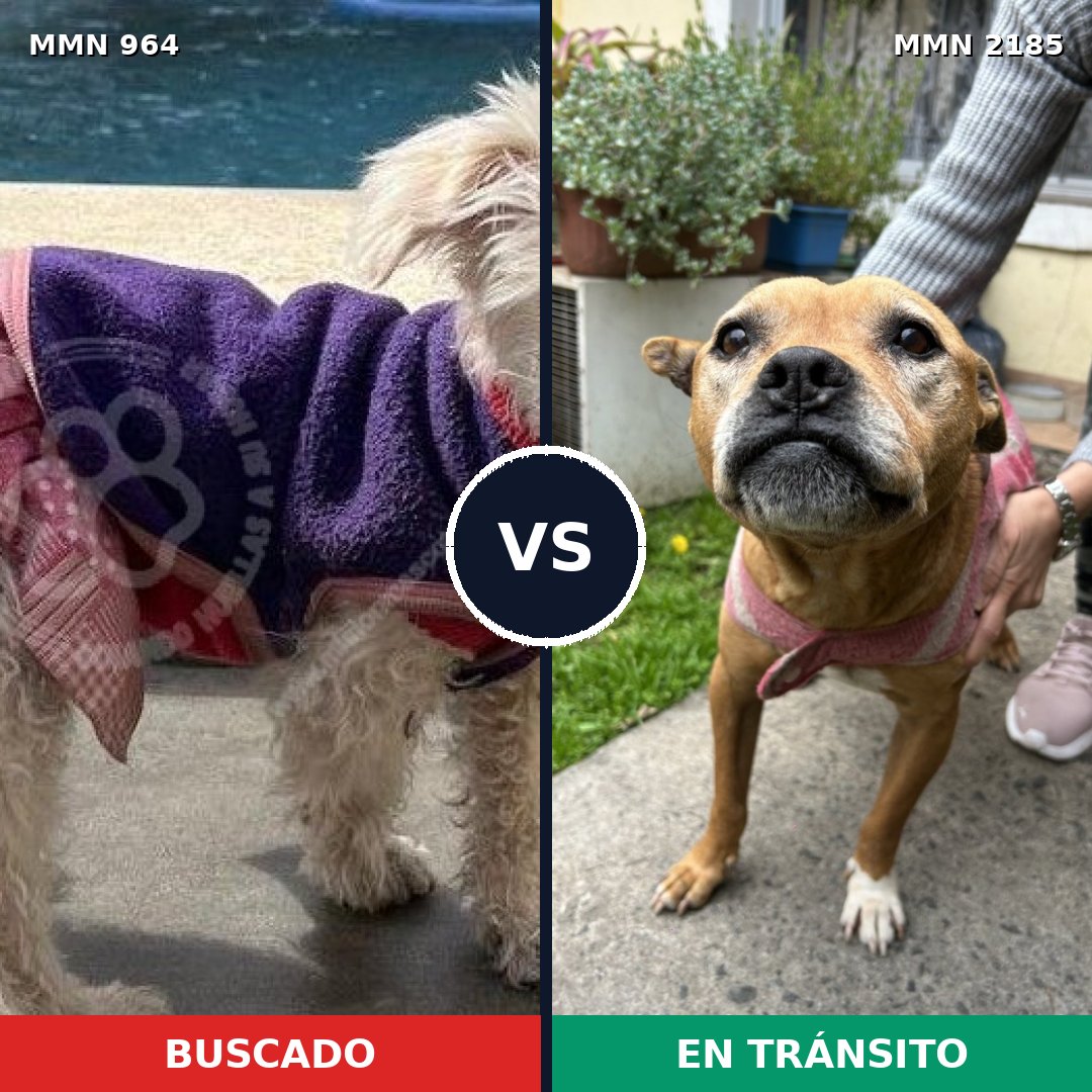 Comparativa MMS 65653: mascota perdida y mascota encontrada, 41% de similitud