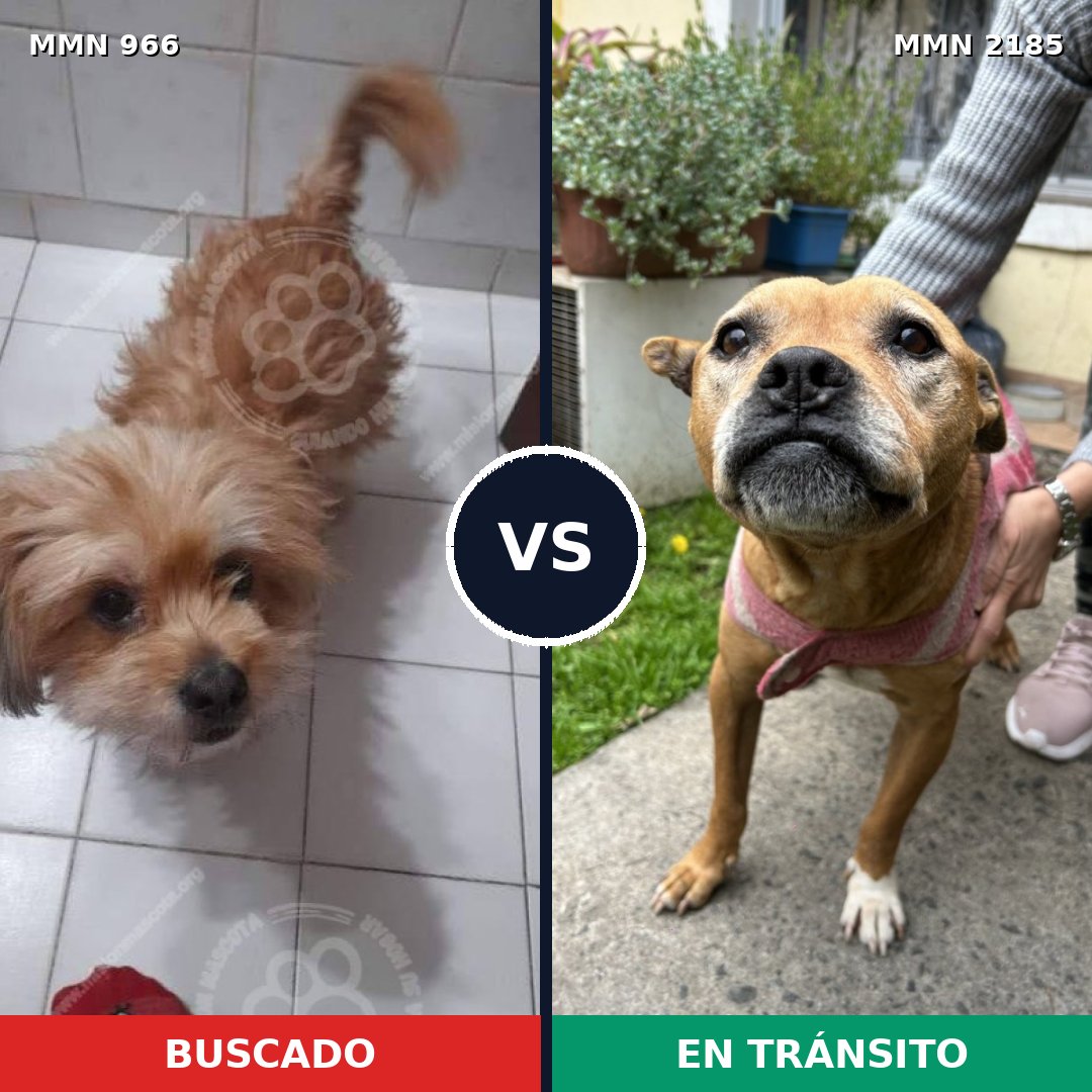 Comparativa MMS 65654: mascota perdida y mascota encontrada, 42% de similitud