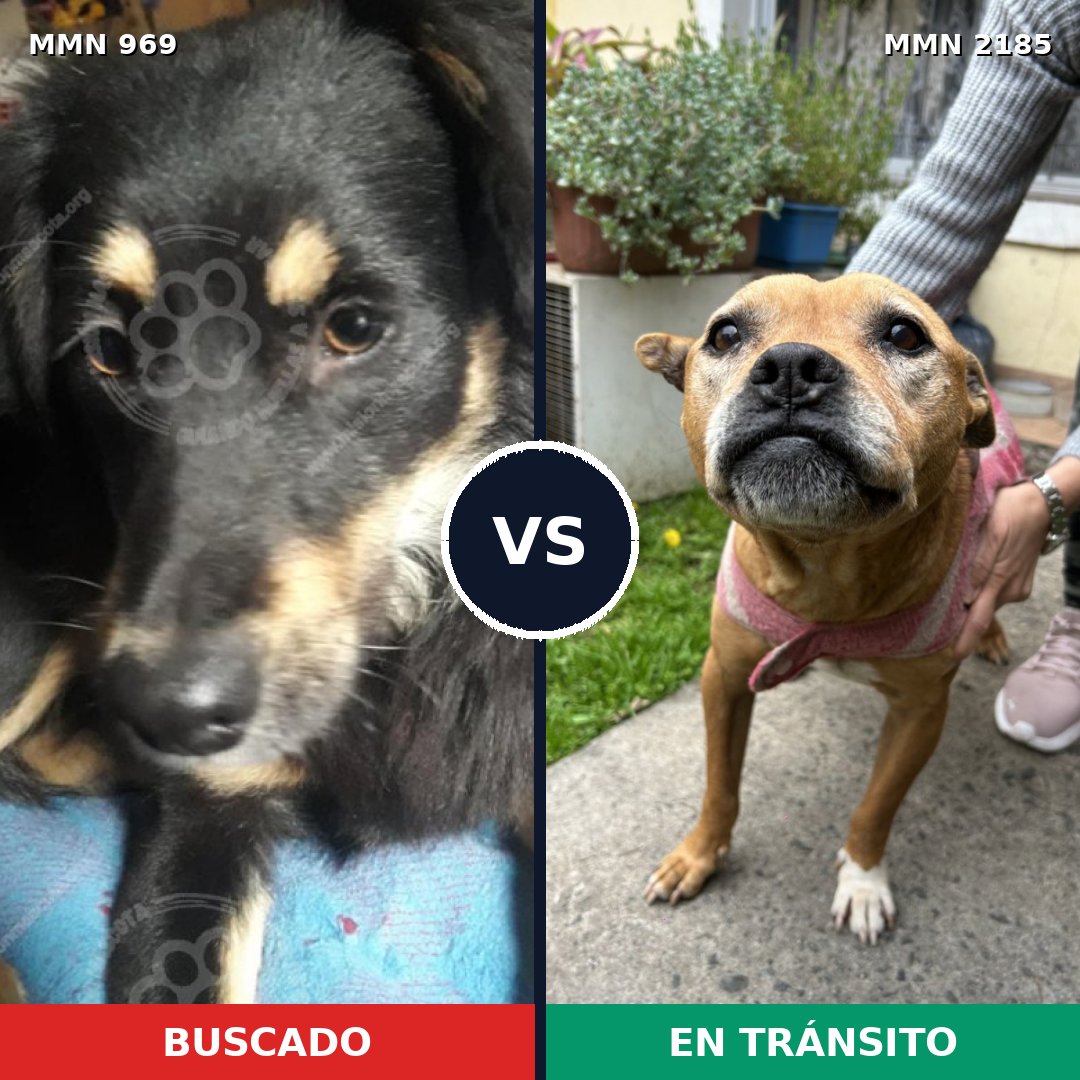 Comparativa MMS 65655: mascota perdida y mascota encontrada, 56% de similitud