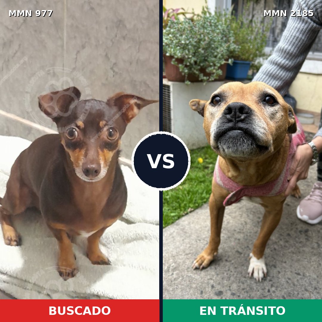 Comparativa MMS 65656: mascota perdida y mascota encontrada, 40% de similitud