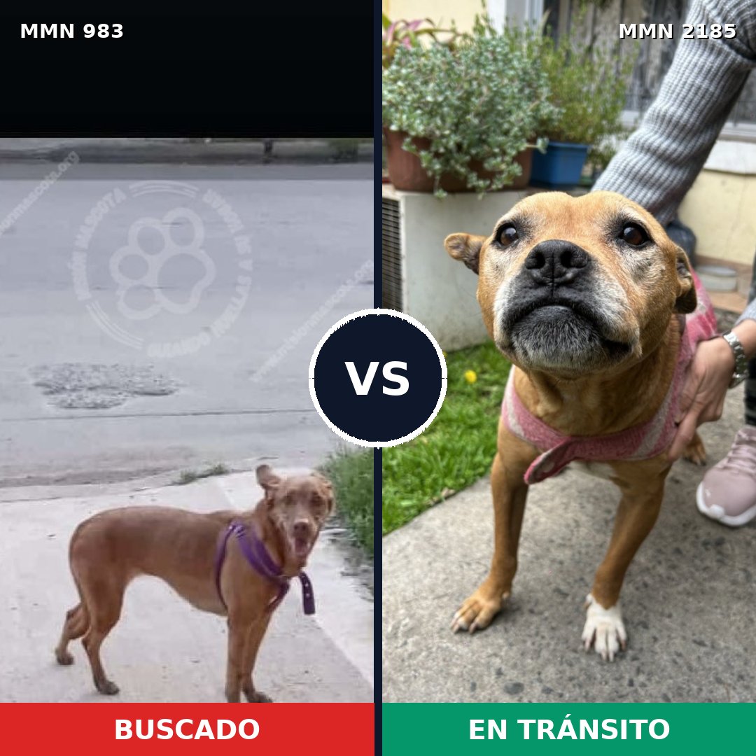 Comparativa MMS 65657: mascota perdida y mascota encontrada, 36% de similitud