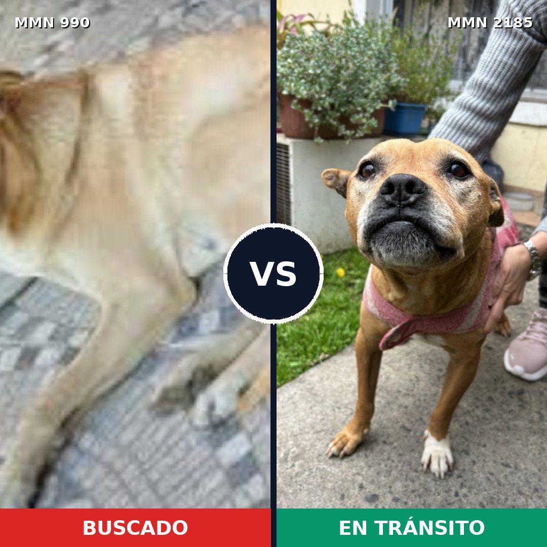 Comparativa MMS 65658: mascota perdida y mascota encontrada, 53% de similitud