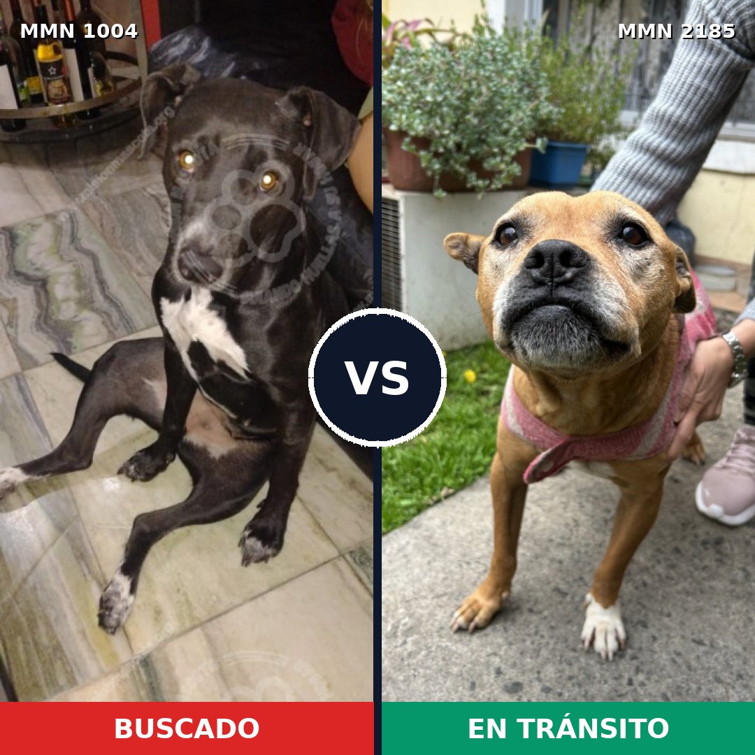 Comparativa MMS 65660: mascota perdida y mascota encontrada, 48% de similitud