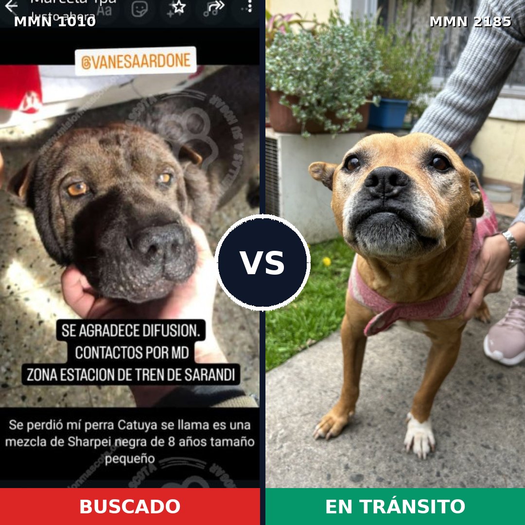 Comparativa MMS 65661: mascota perdida y mascota encontrada, 48% de similitud
