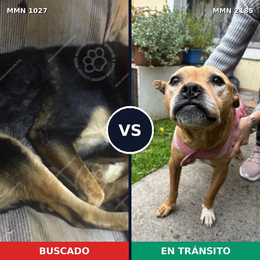 Comparativa MMS 65664: mascota perdida y mascota encontrada, 44% de similitud