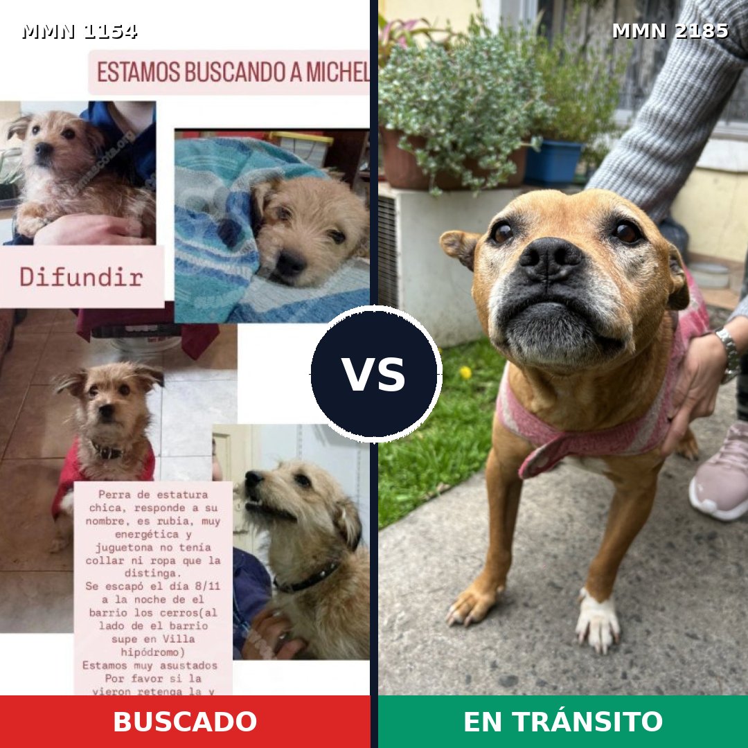 Comparativa MMS 65667: mascota perdida y mascota encontrada, 41% de similitud