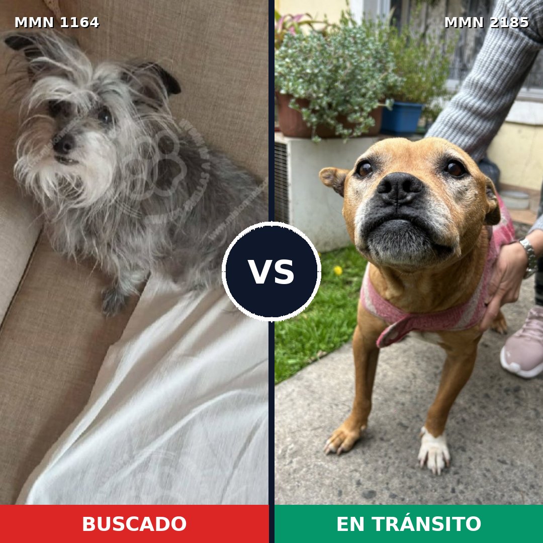 Comparativa MMS 65670: mascota perdida y mascota encontrada, 48% de similitud