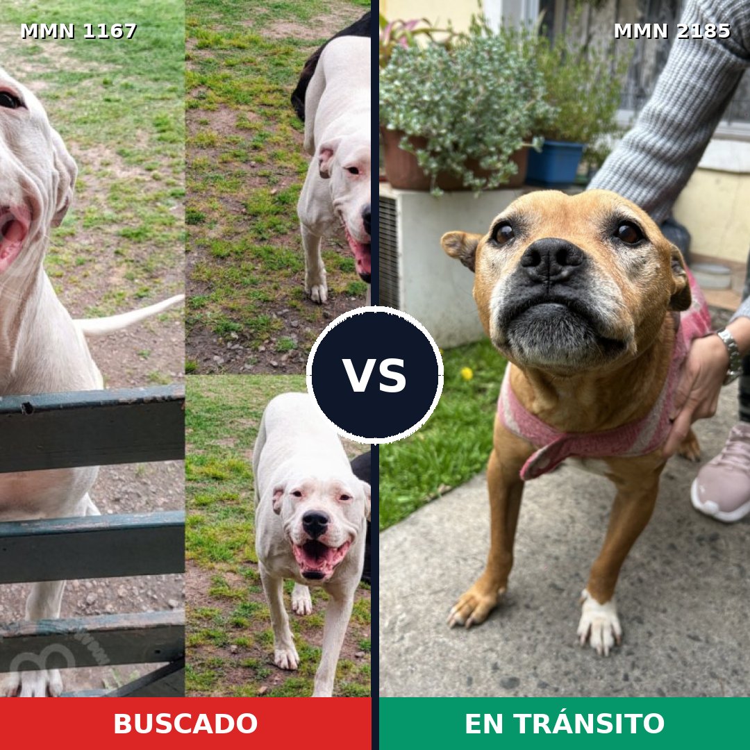 Comparativa MMS 65671: mascota perdida y mascota encontrada, 41% de similitud