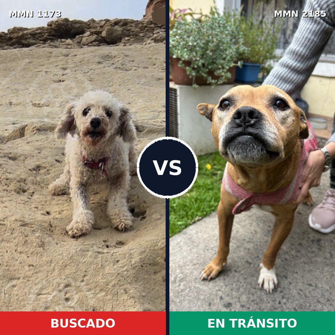 Comparativa MMS 65672: mascota perdida y mascota encontrada, 33% de similitud