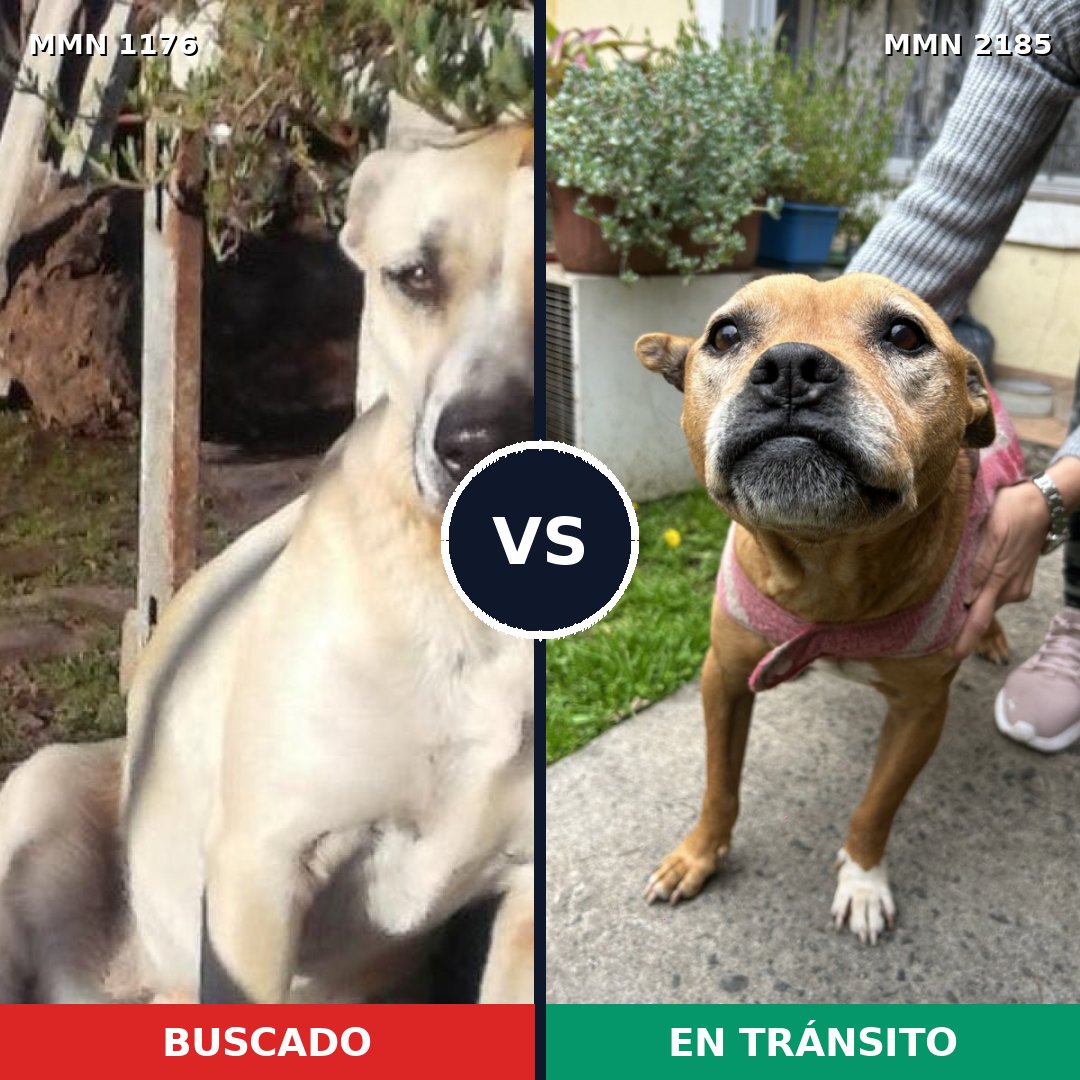 Comparativa MMS 65673: mascota perdida y mascota encontrada, 46% de similitud